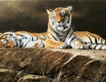 Afternoon-rest-on-the-rock-two-tigers