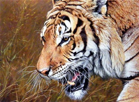 RoyalBengalTiger