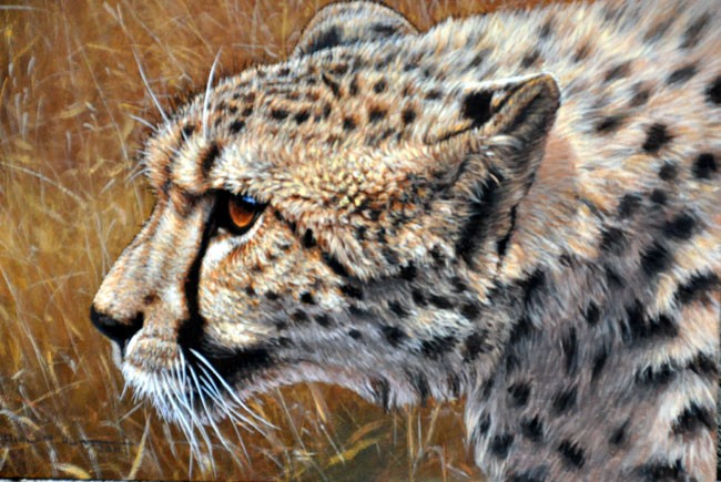 cheetah1