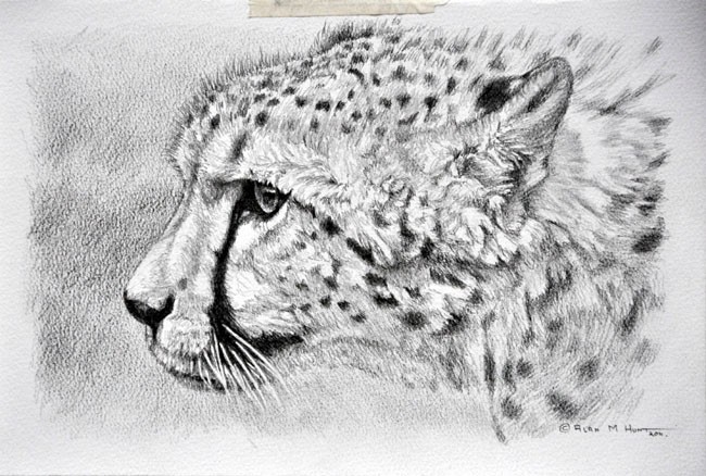 cheetah_pencil_sketch