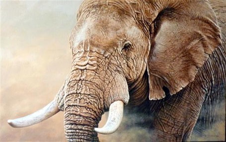 out_of_africa_elephant2