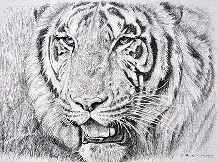 pencilsketchportraittiger