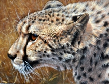 cheetah1