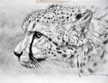 cheetah_pencil_sketch