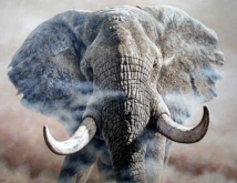 out_of_africa_elephant