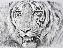 pencilsketchportraittiger