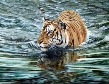 tiger_in_river_sold