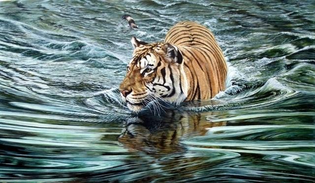 tiger_in_river_sold