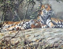 Two-Tigers-on-hill-top-afternoon-rest2