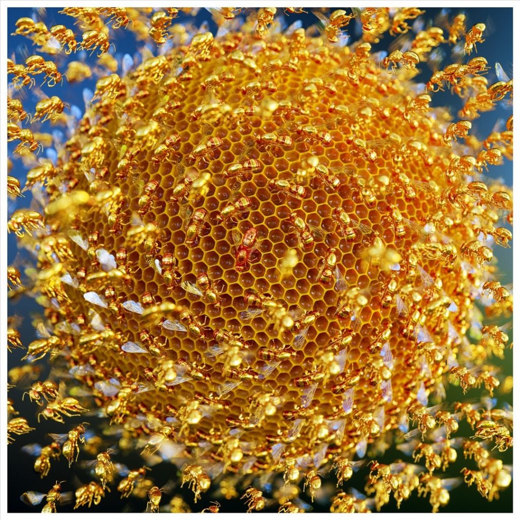 The language of Bees 